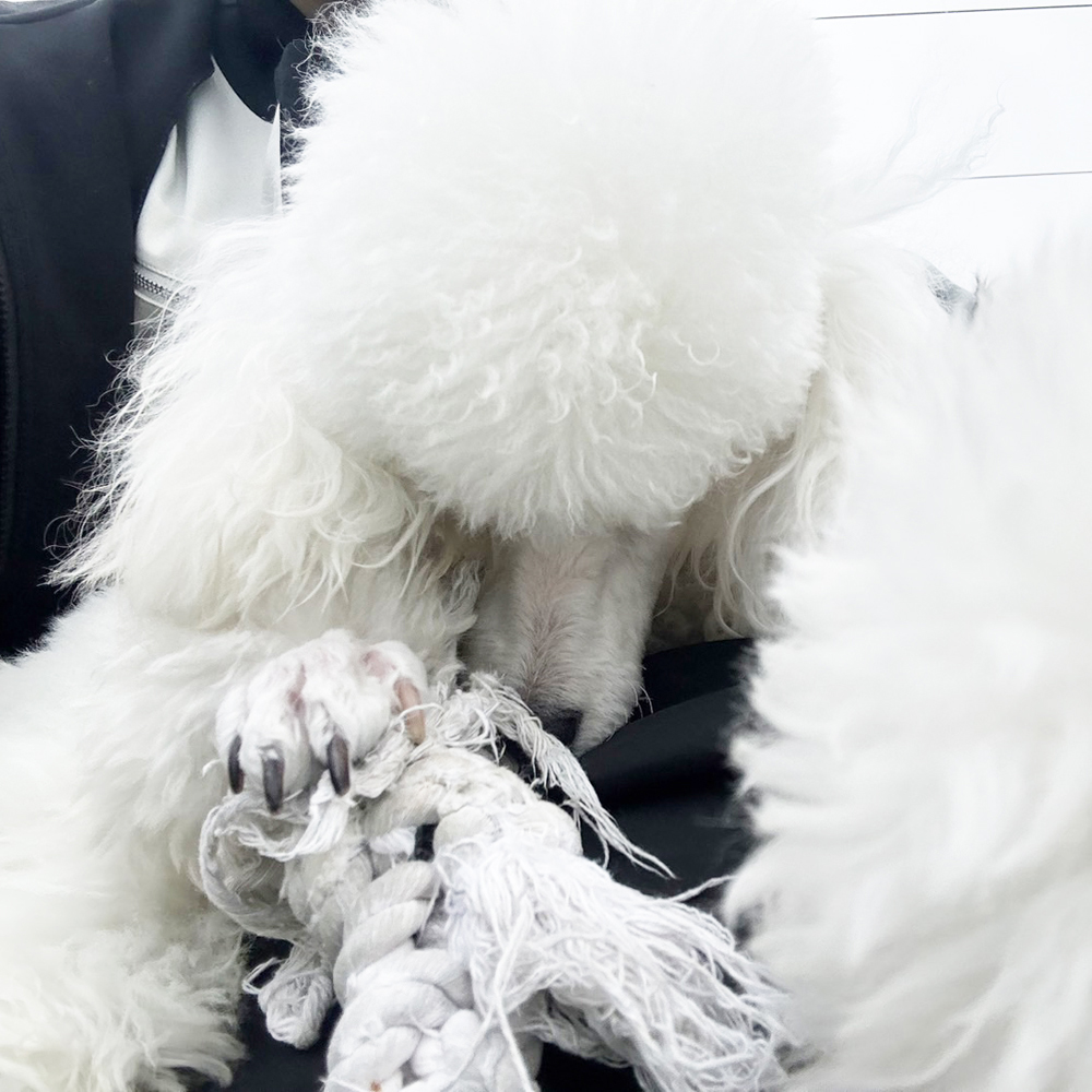 ☆生徒が撮影したモデル犬☆②